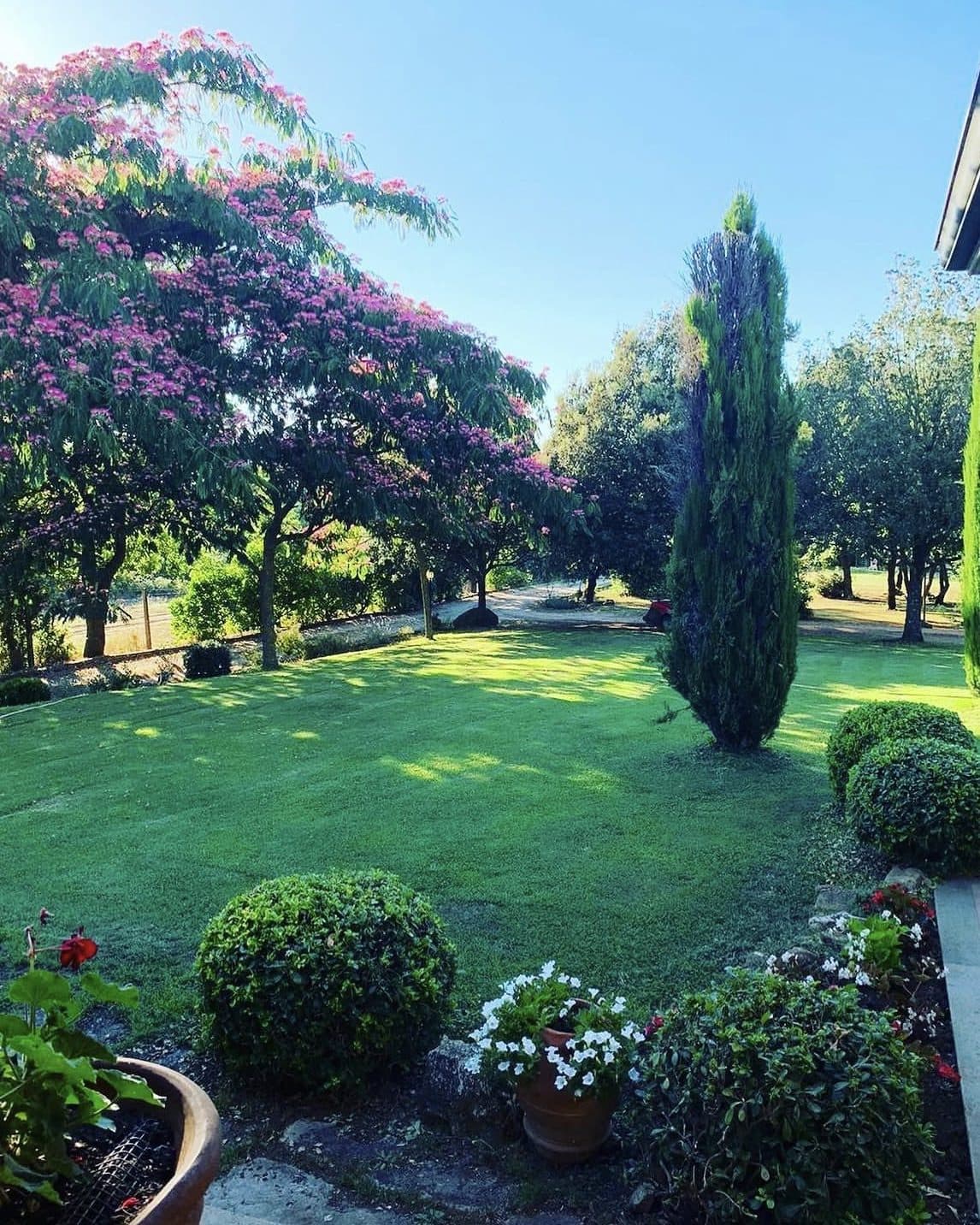 Prato rasato di un giardino privato, con un grande albero dai fiori rosa, cipressi potati e aiuole fiorite lungo il bordo