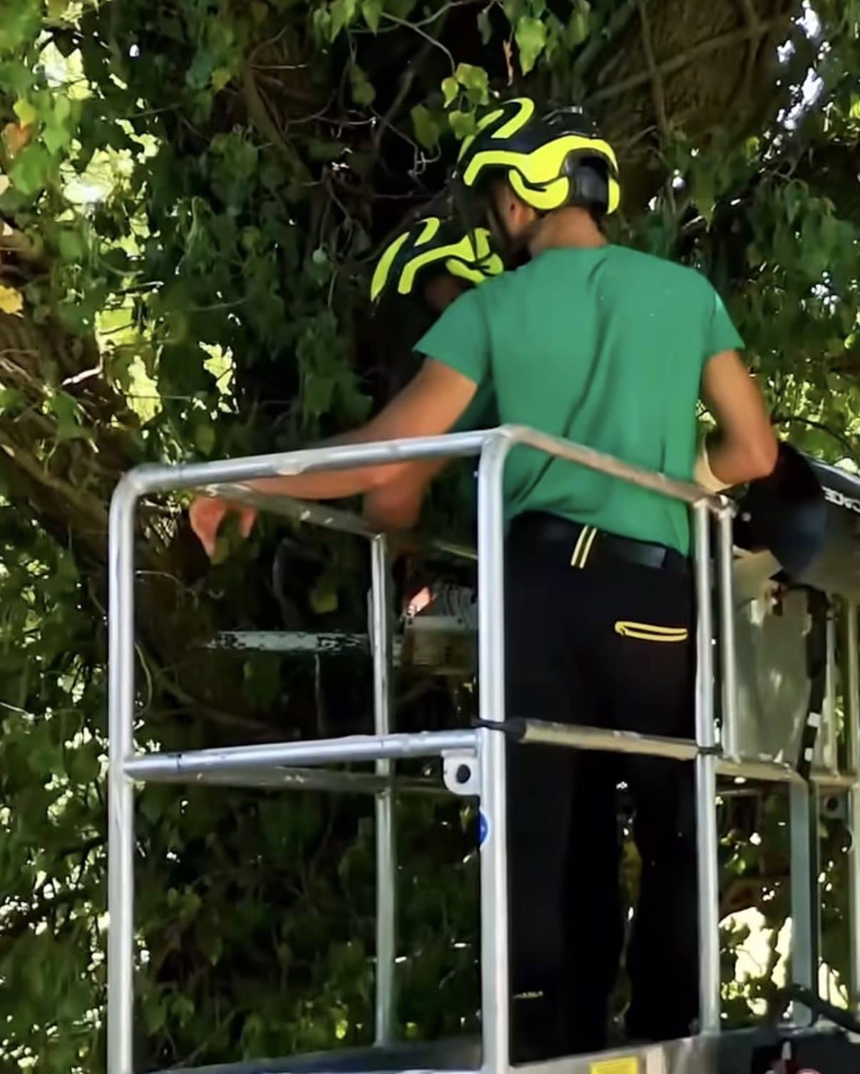 Operatore di GF Garden sul cestello della piattaforma aerea, in maglia verde e casco con cuffie, mentre pota dentro la chioma di un albero